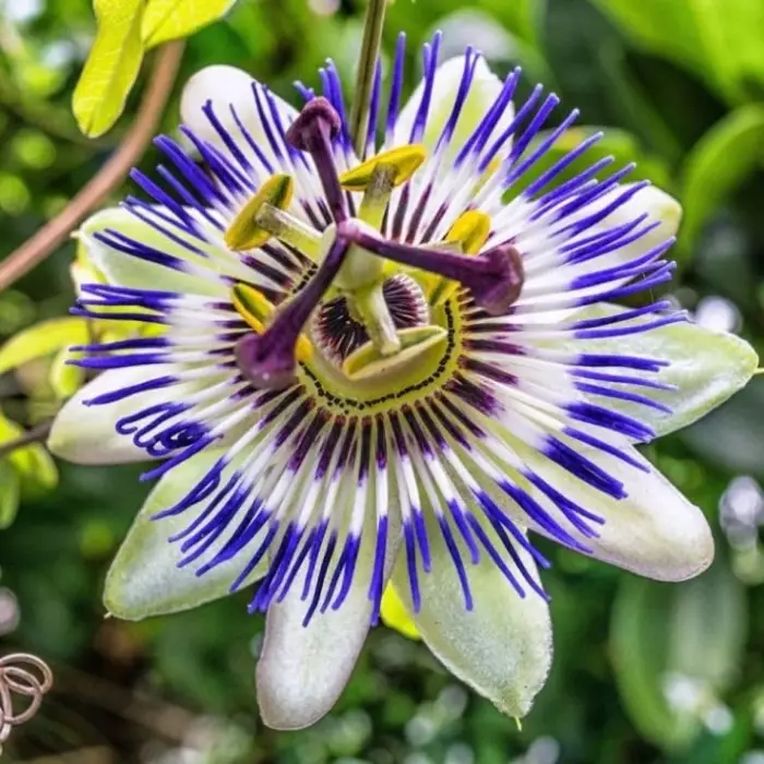 Passiflora Çiçeği Tohumu + 5 Saksı