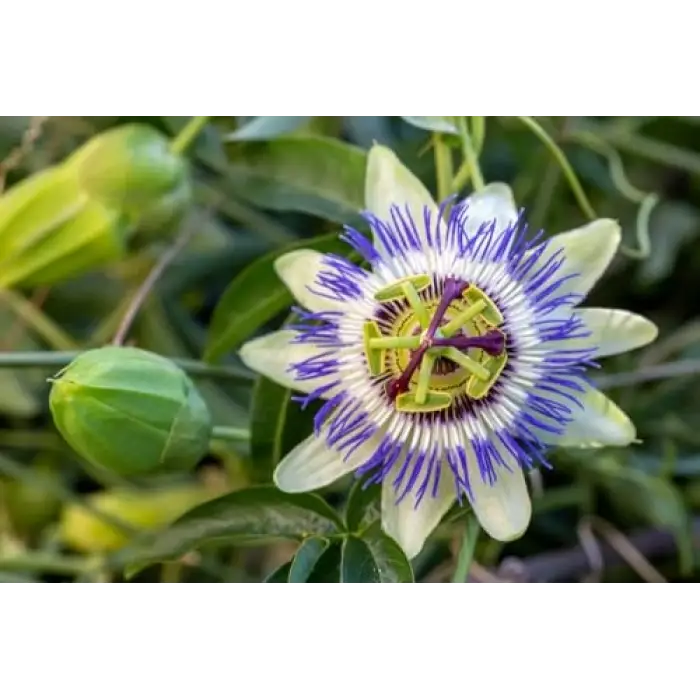 Passiflora Çiçeği Tohumu + 5 Saksı