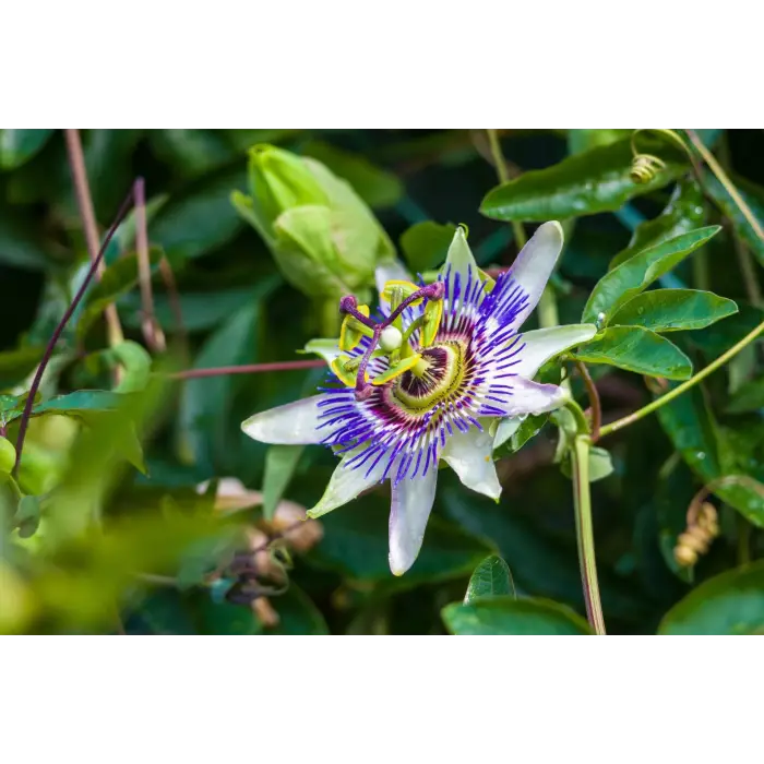 Passiflora Çiçeği Tohumu + 5 Saksı