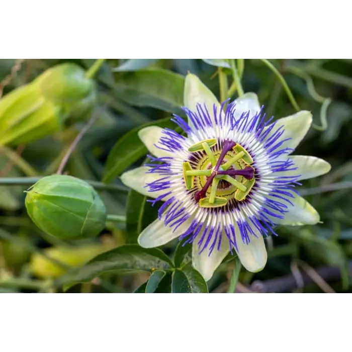 Passiflora Çiçeği Tohumu + 5 Saksı