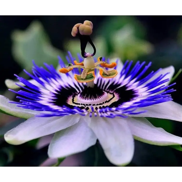 Passiflora Çiçeği Tohumu + 5 Saksı