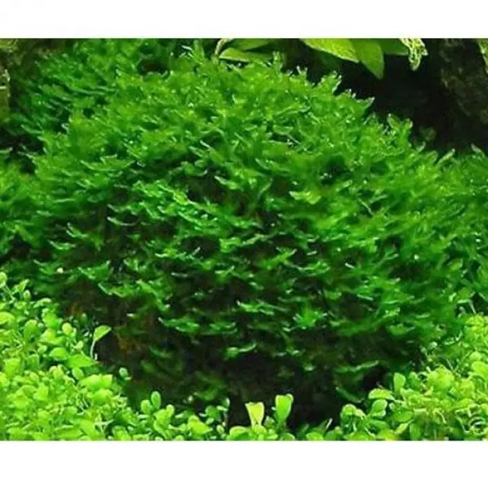Pellia Moss Cup Canlı Akvaryum Bitkisi
