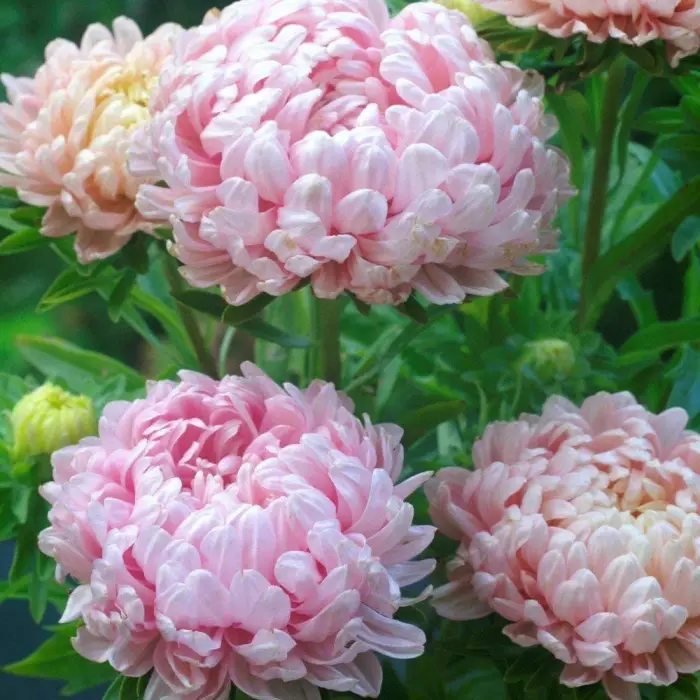 Pembe 50 Soft Ponpon Aster Çiçeği Tohumu tohum