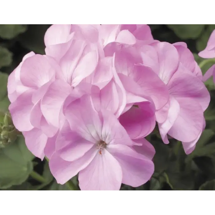 Pembe Sardunya - 10 Tohum