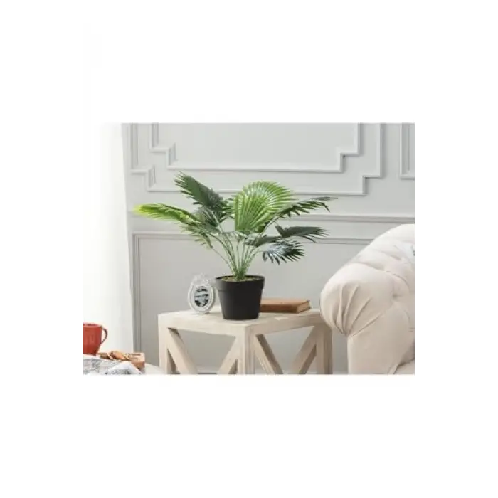 Plaquela Saksılı Bitki