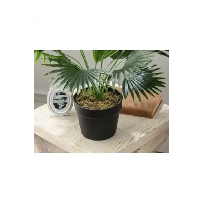 Plaquela Saksılı Bitki