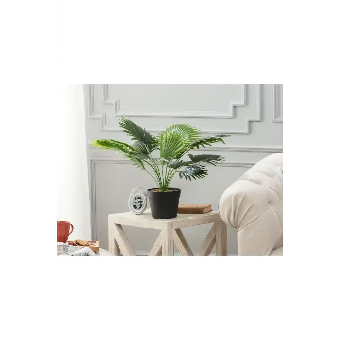 Plaquela Saksılı Bitki