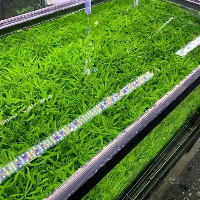 Pogestemon Octopus Canlı Akvaryum Bitkisi, 5 Dal