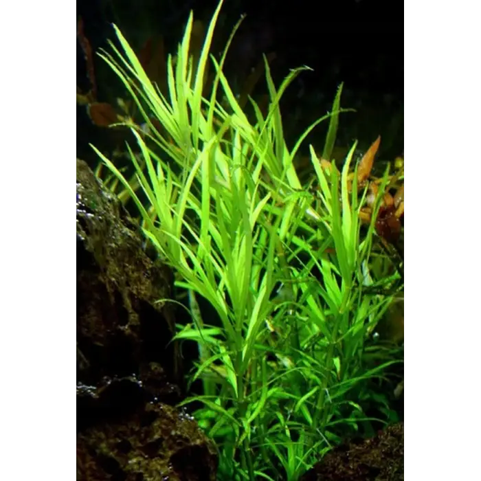 Pogestemon Octopus Canlı Akvaryum Bitkisi, 5 Dal