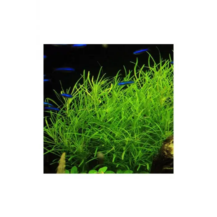 Pogostemon Octopus saksılı canlı bitki, TR-P287