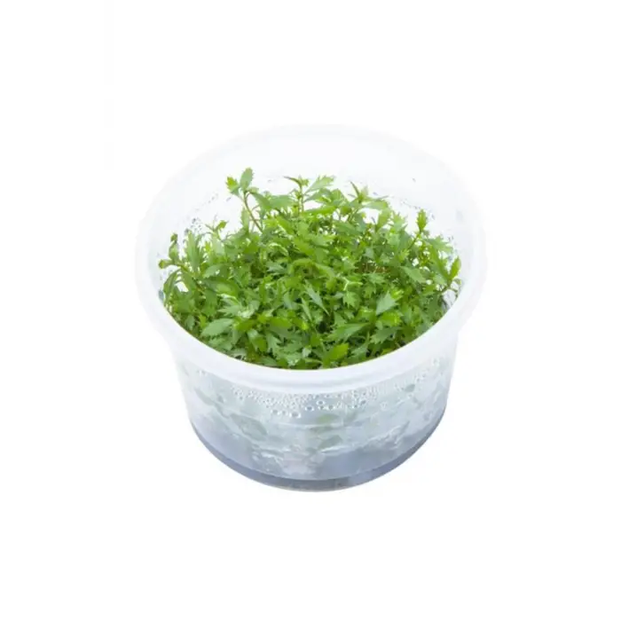 Proserpinaca Palustris Cuba In Vitro Cup Canlı Bitki
