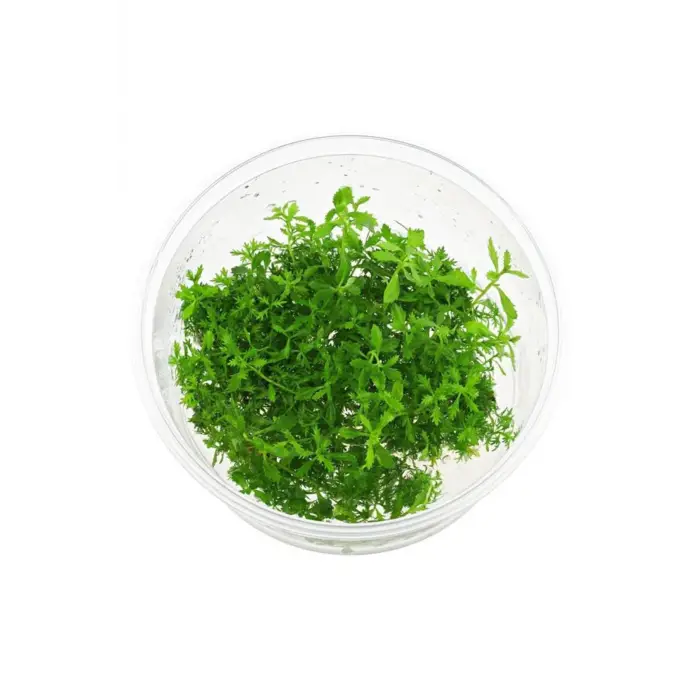 Proserpinaca Palustris Cuba In Vitro Cup Canlı Bitki