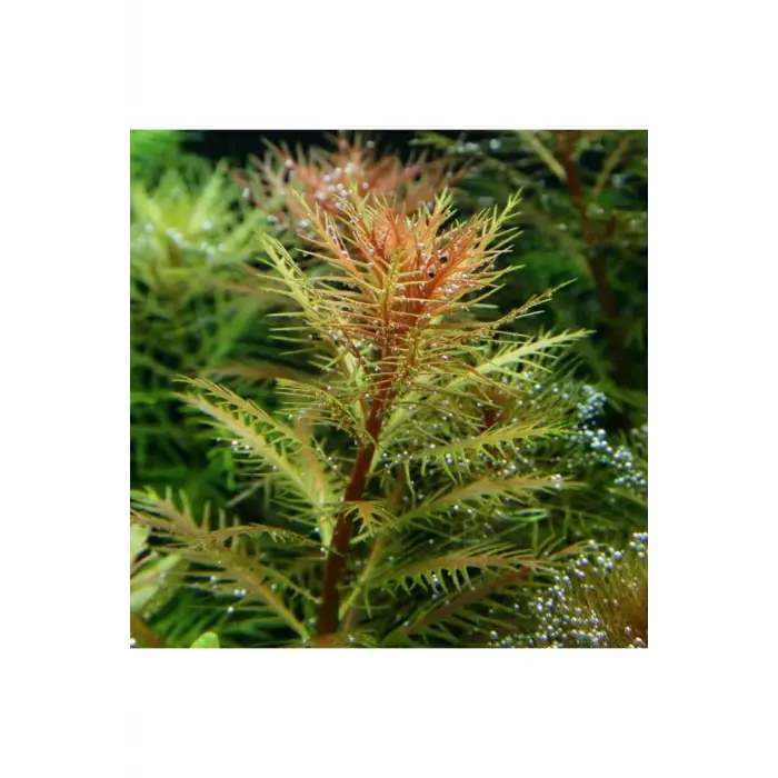 Proserpinaca Palustris Cuba In Vitro Cup Canlı Bitki