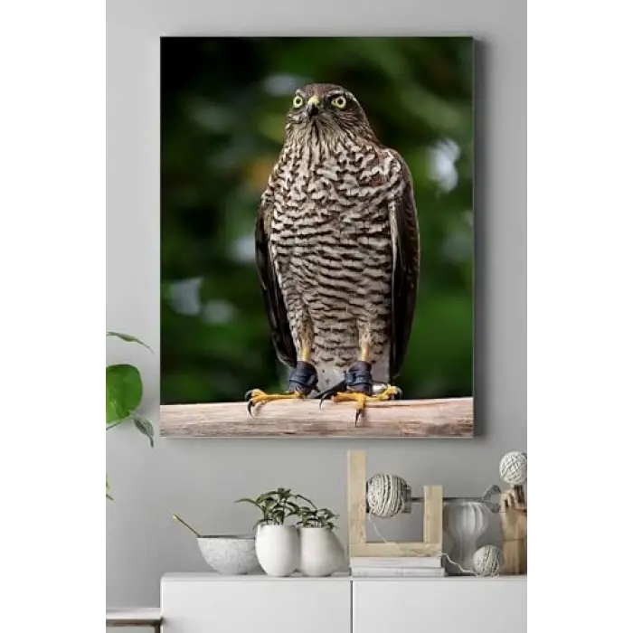 (pster15063) Atmaca Hayvan Kanvas Tablo 2 30 x 40