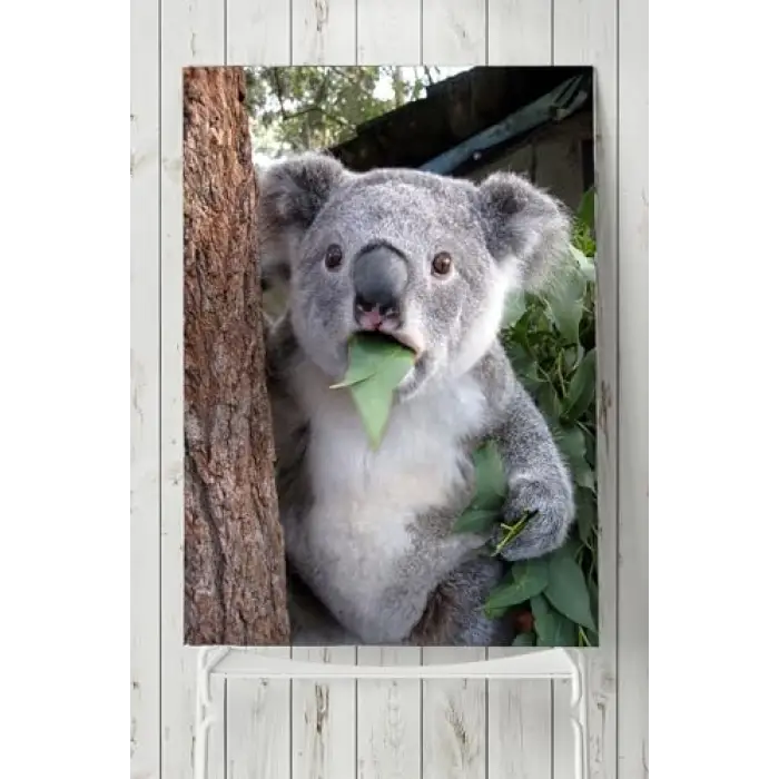 (pster5708) Koala Hayvan Posteri (50x70cm)