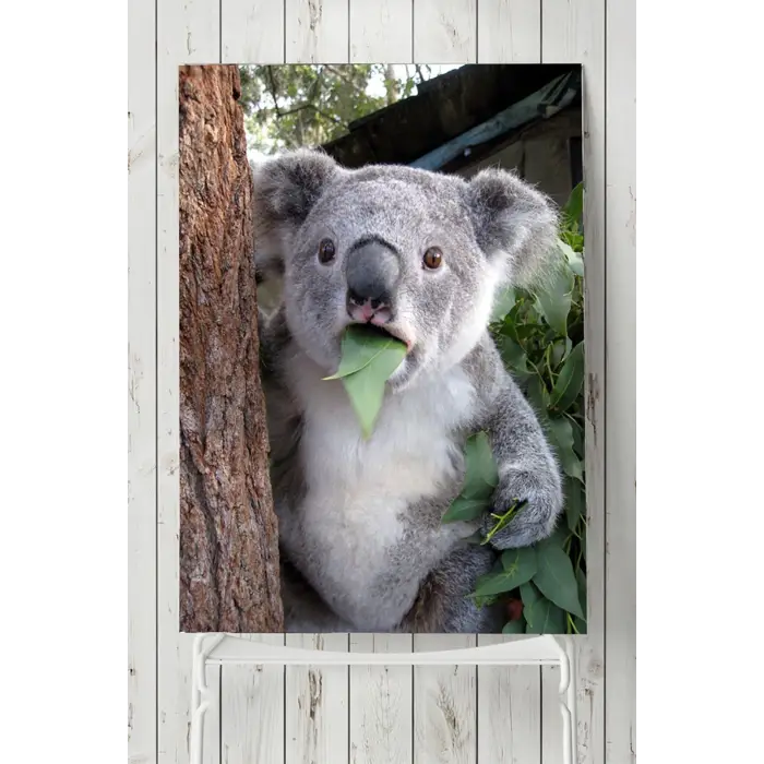 (pster5708) Koala Hayvan Posteri (50x70cm)