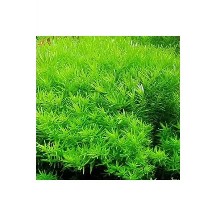 Rotala Indica Green In Vitro 200 cc canlı bitki