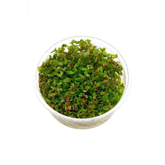 Rotala Macrandra Canlı Bitki, In Vitro 200 cc