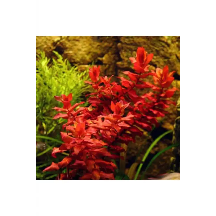 Rotala Macrandra Canlı Bitki, In Vitro 200 cc