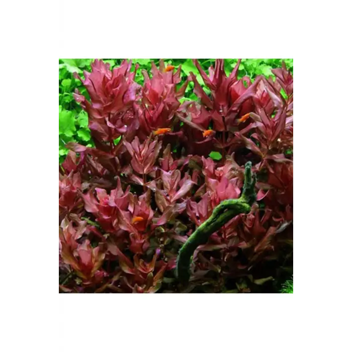 Rotala Macrandra Canlı Bitki, In Vitro 200 cc
