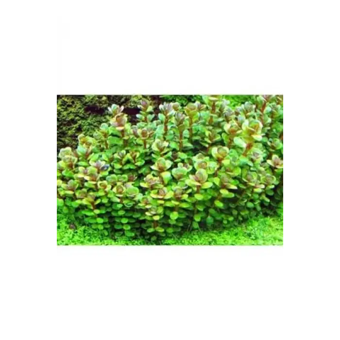 Rotala Sp Bonsai Saksı Canlı Bitki