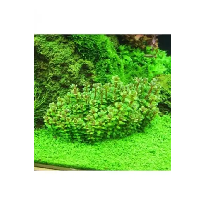 Rotala Sp Bonsai Saksı Canlı Bitki