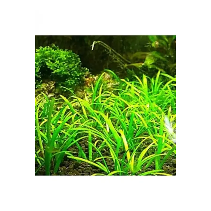 Sagittaria Subulata In Vitro Canlı Bitki