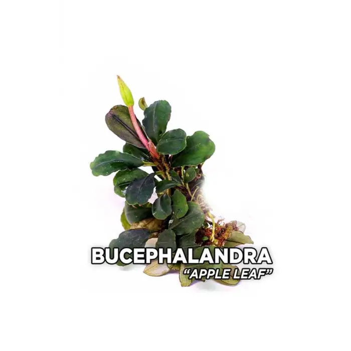Saksı, Bucephalandra Apple Leaf Canlı Bitki