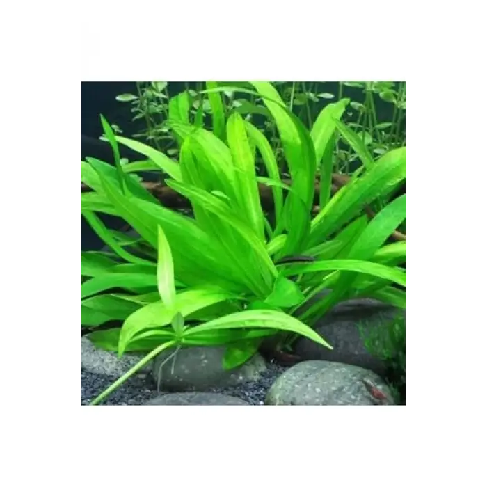 Saksı, Echinodorus Bolivianus Canlı Bitki