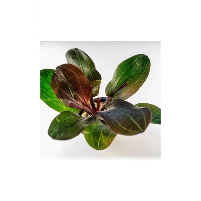 Saksı, Echinodorus Hadi Red Pearl Canlı Bitki