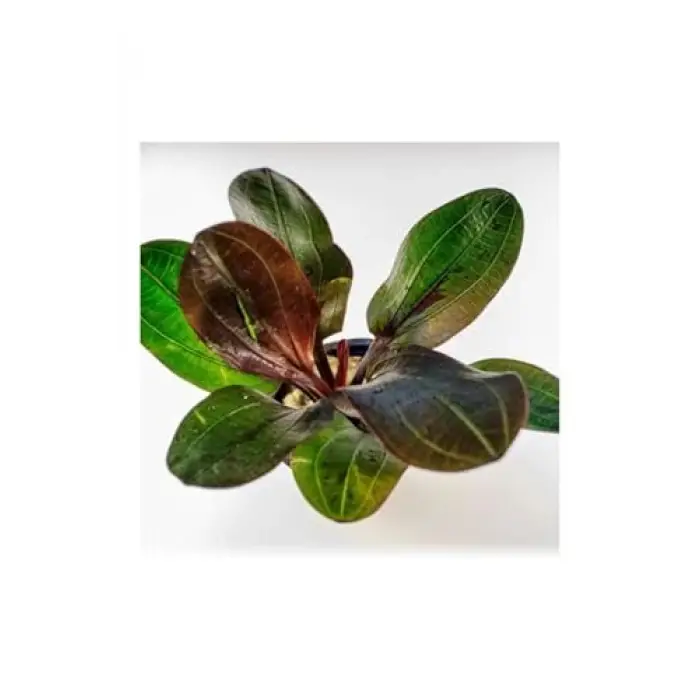 Saksı, Echinodorus Hadi Red Pearl Canlı Bitki