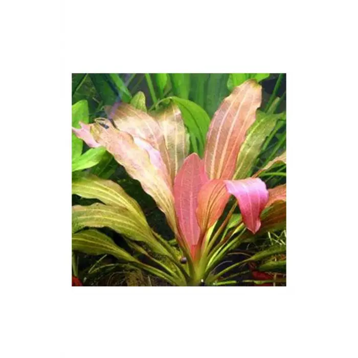 Saksı, Echinodorus Rose Canlı Bitki