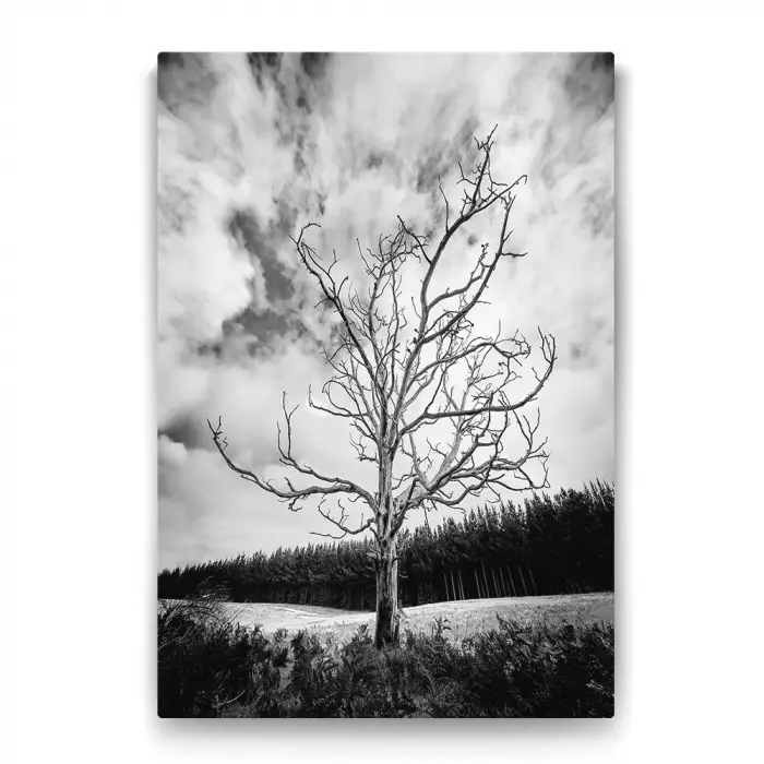 Siyah Beyaz Kuru Ağaç Tablosu - 40x60cm