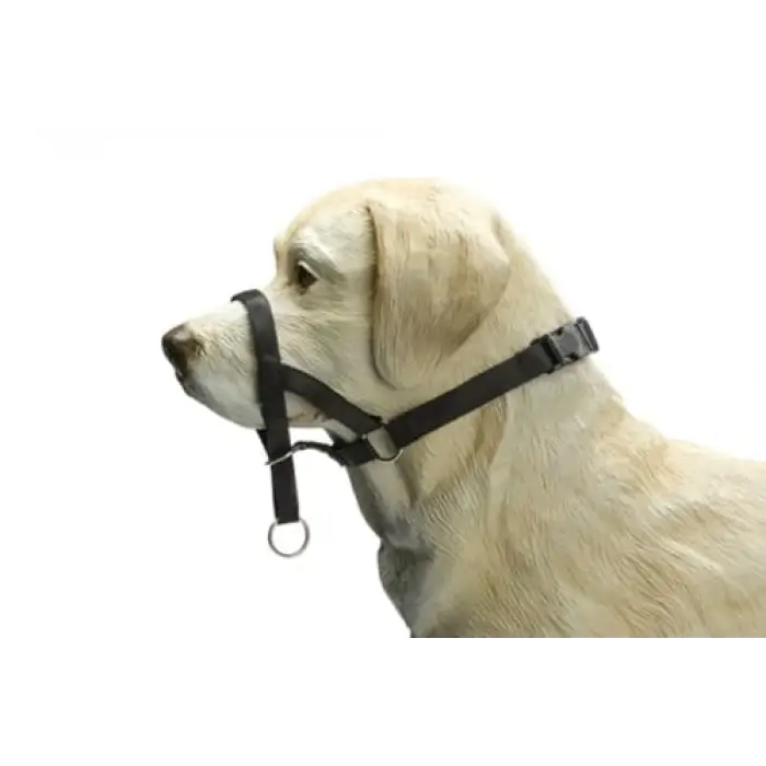 Siyah S Köpek Eğitim Tasması