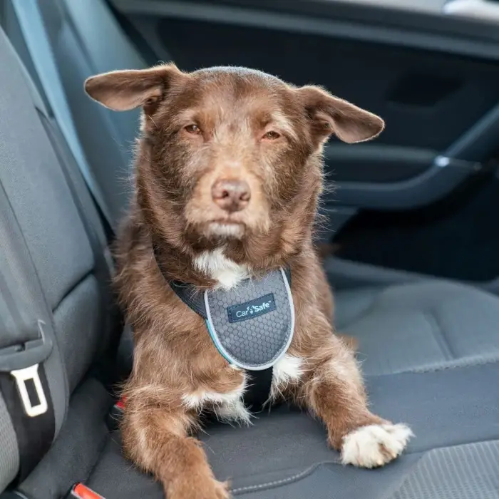Small Siyah Köpek Araba Seyahat Göğüs Tasması