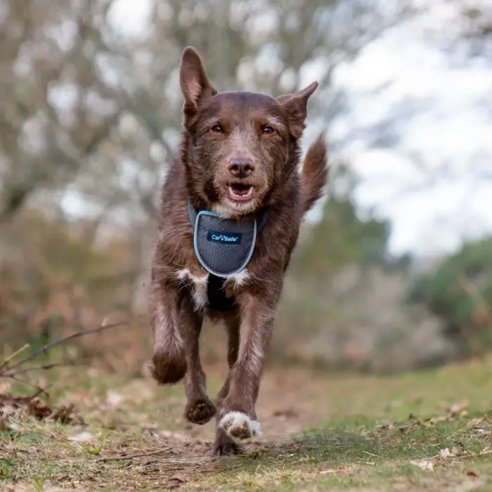 Small Siyah Köpek Araba Seyahat Göğüs Tasması