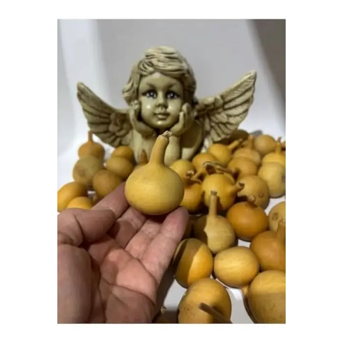 Su Kabağı, 1 Adet