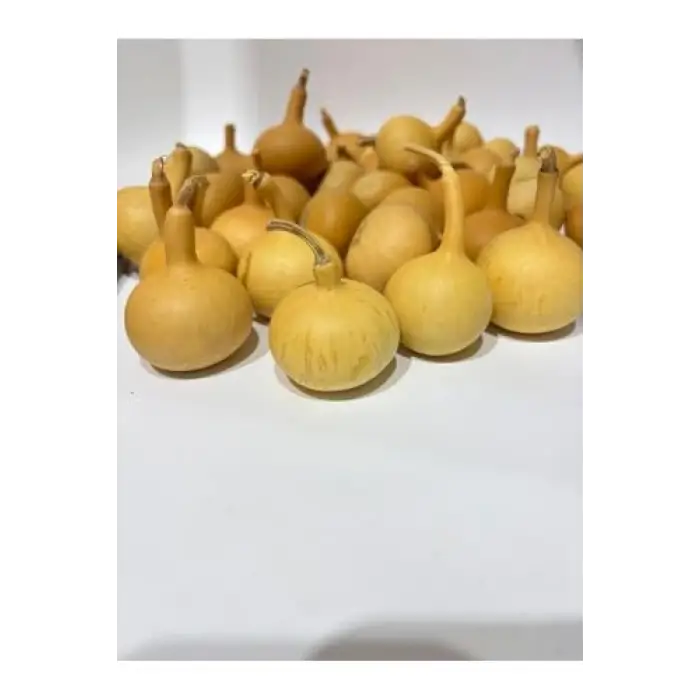 Su Kabağı, 1 Adet