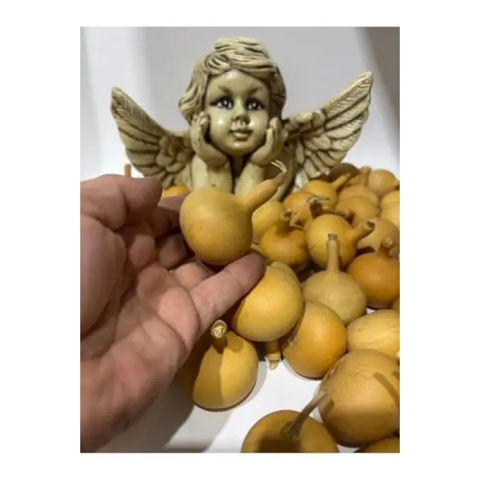 Su Kabağı, 1 Adet