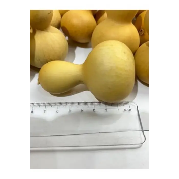 Su Kabağı, 1 Adet