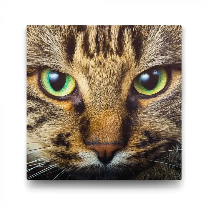 Tekir Kedi Görselli Duvar Tablosu 100x100 cm