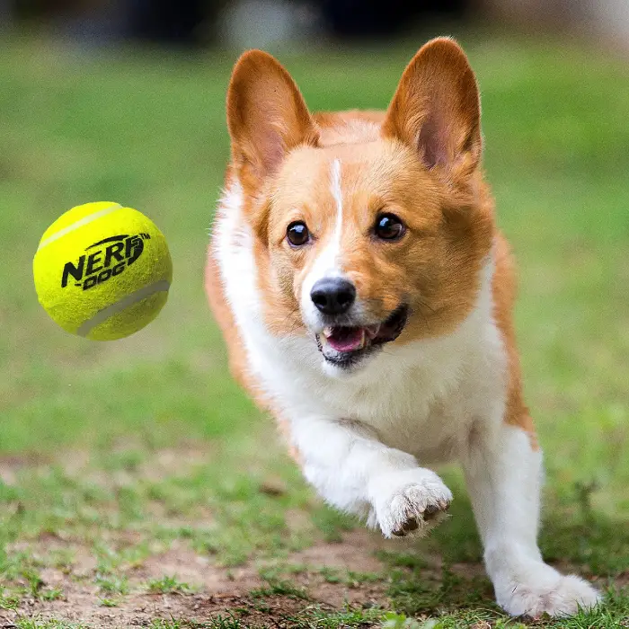 Tenis Topu Blaster Köpek Oyuncağı