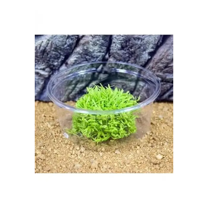 Utricularia Graminifolia In Vitro Canlı Bitki