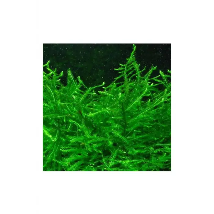 Vesicularia Dubyana Java Moss 10x10 cm Canlı Bitki