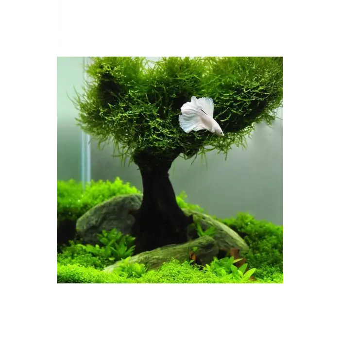 Vesicularia Dubyana Java Moss 10x10 cm Canlı Bitki