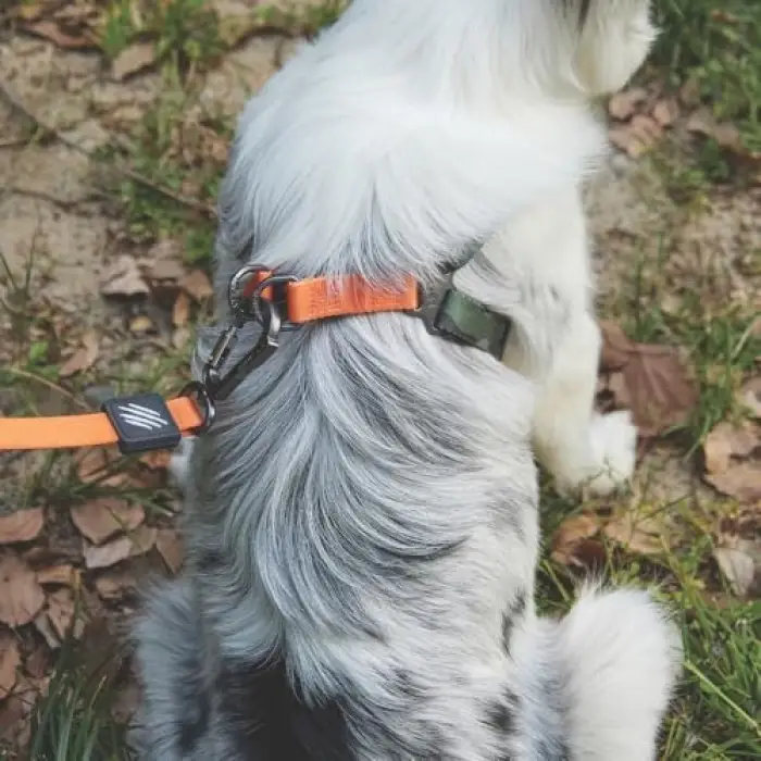 Wild Jungle S Köpek Harness