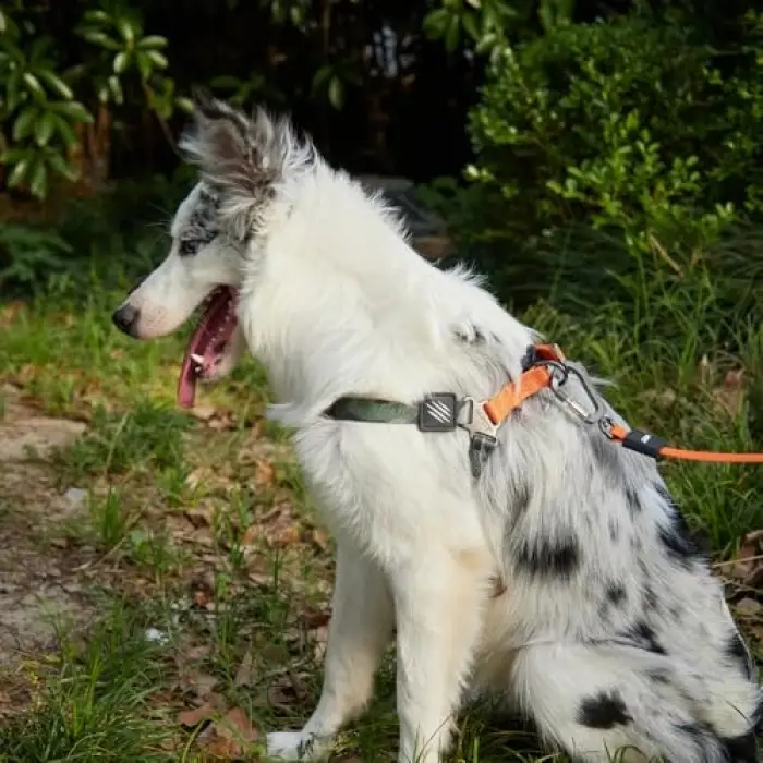 Wild Jungle S Köpek Harness
