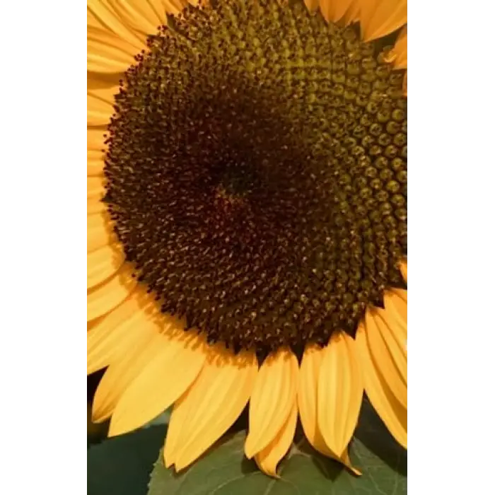 Yellow sunflower, sketchpad