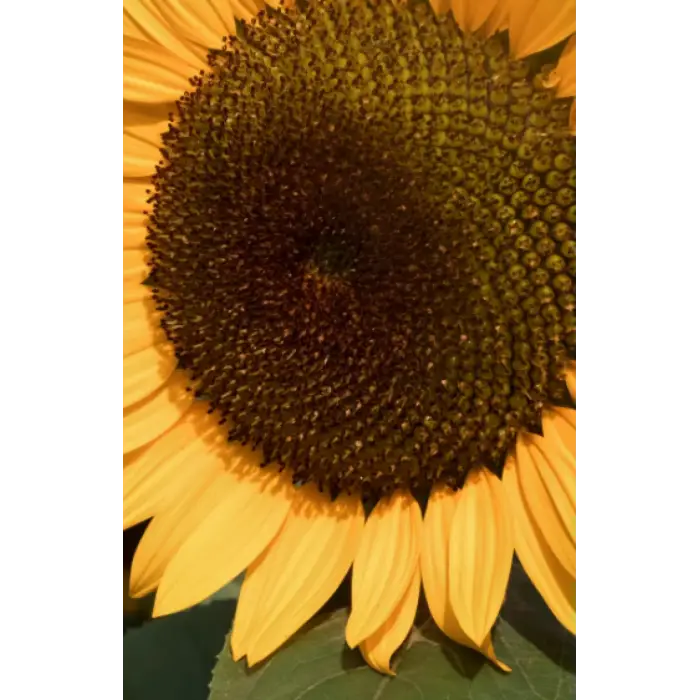 Yellow sunflower, sketchpad