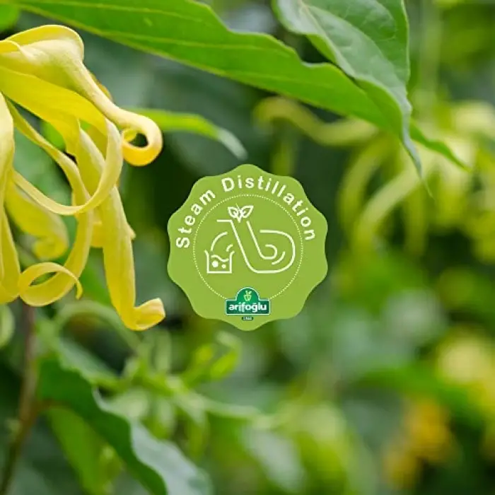 Ylang Ylang Yağı 20 ML